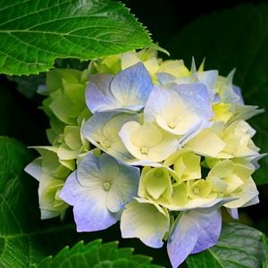 Meet your Posher, Nuckolls